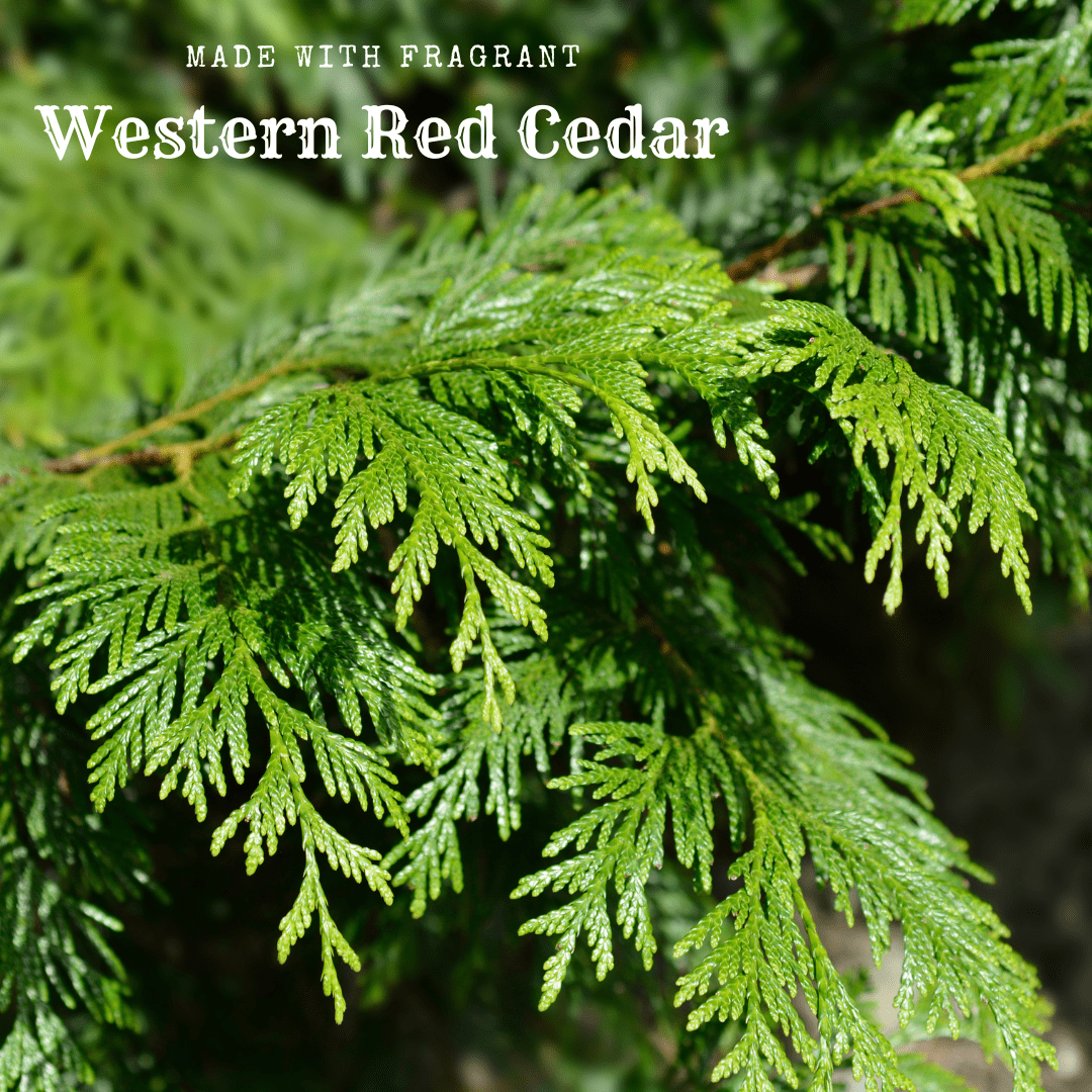 Fresh Cedar Garland - Image 2