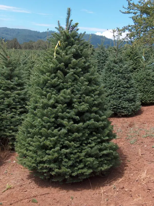 6' - 7' Premium Noble Fir
