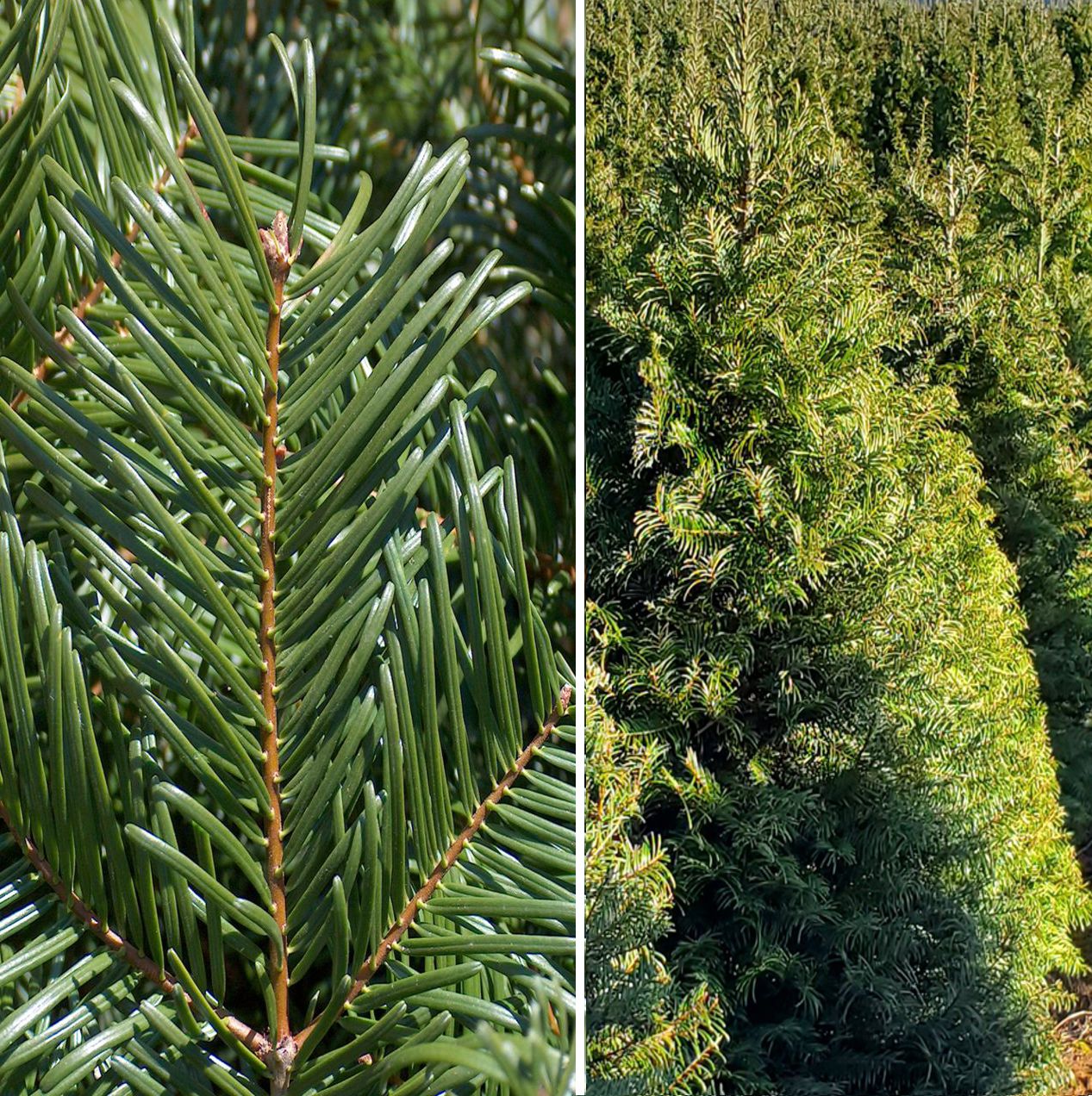 Tree-Grand Fir 5'-6'