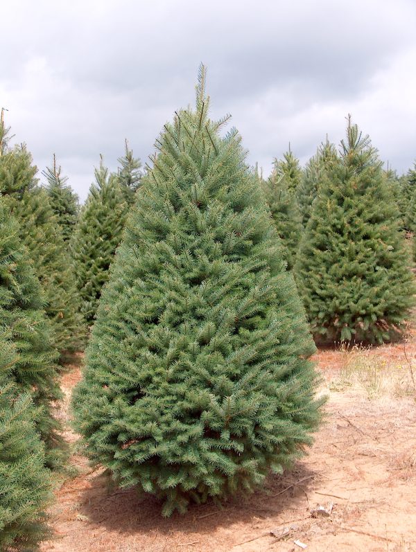 Douglas fir Christmas tree 6' - 7'