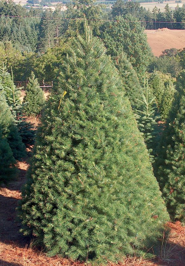 Douglas fir Christmas tree 7' - 8'