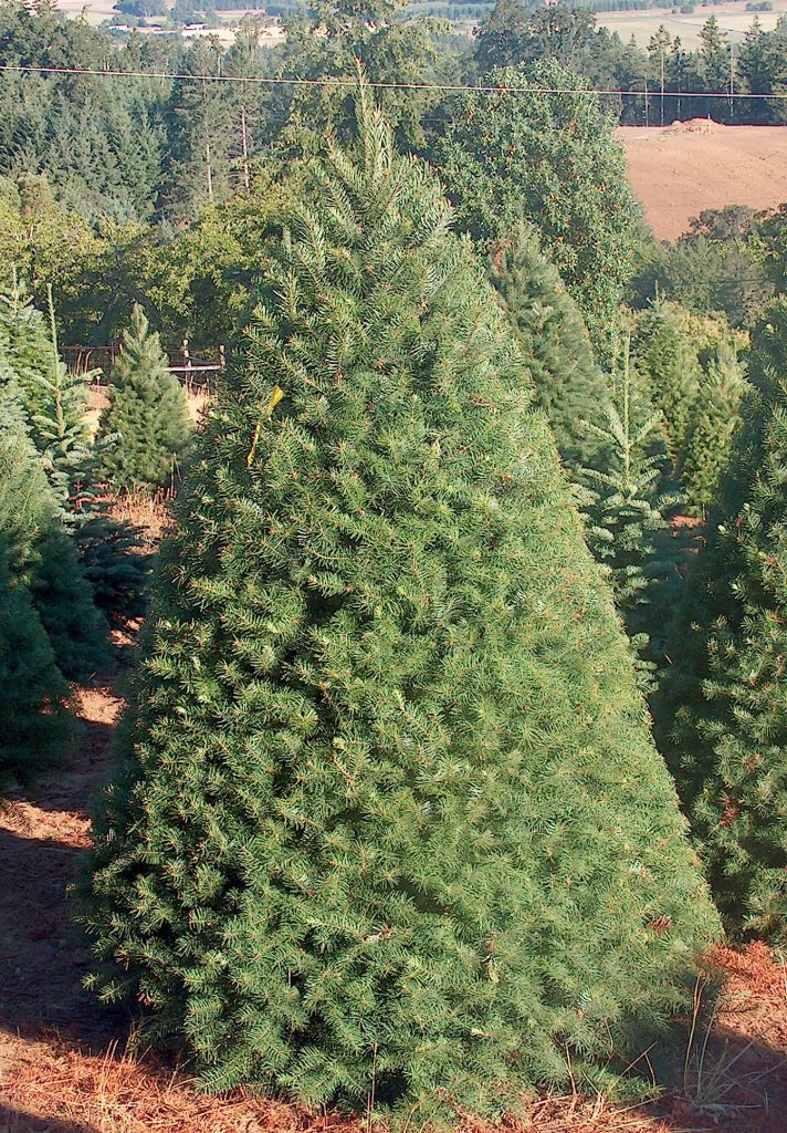 7'-8' Douglas Fir Trees | Santa & Sons Christmas Trees