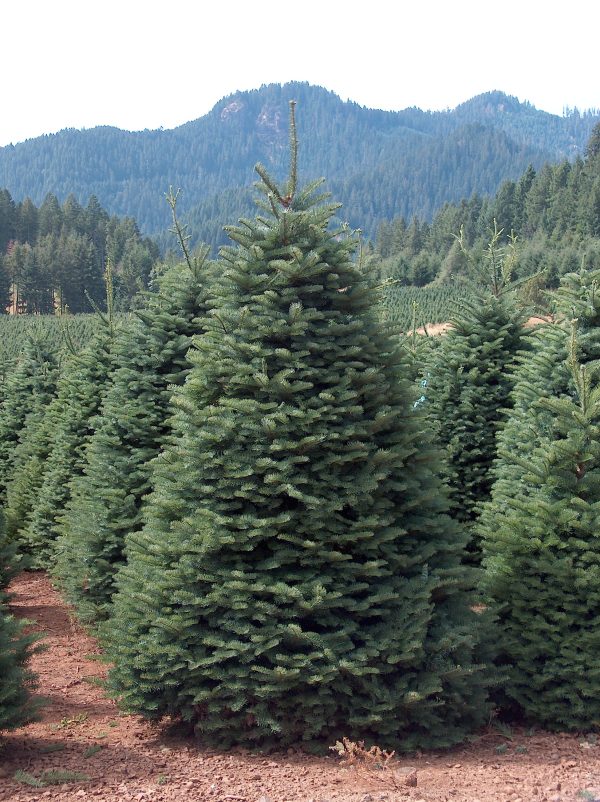 7' - 8' Premium Noble Fir