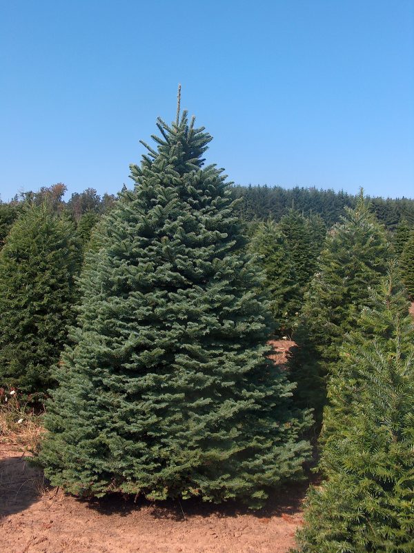 9' - 10' Premium Noble Fir