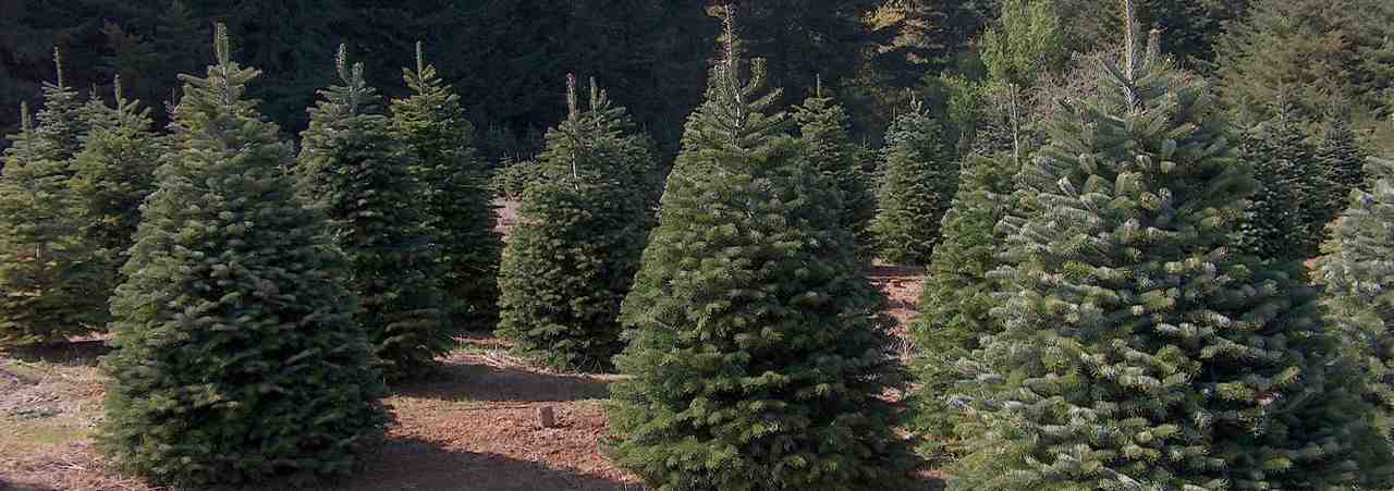 6' - 7' Premium Nordmann Fir - Image 3