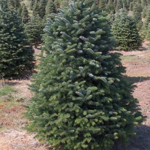 6' - 7' Premium Nordmann Fir