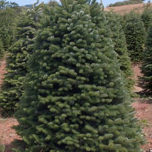 7' - 8' Premium Nordmann Fir