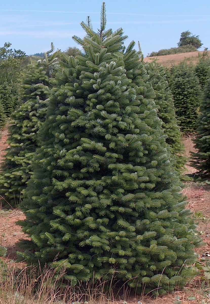 7' - 8' Premium Nordmann Fir