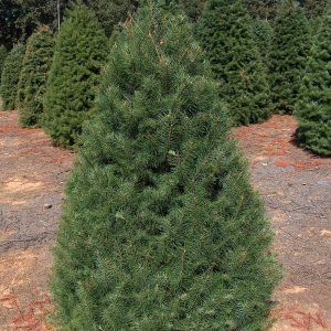 5' - 6' Douglas Fir