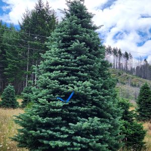 10' - 11' Plaza Grade Noble Fir