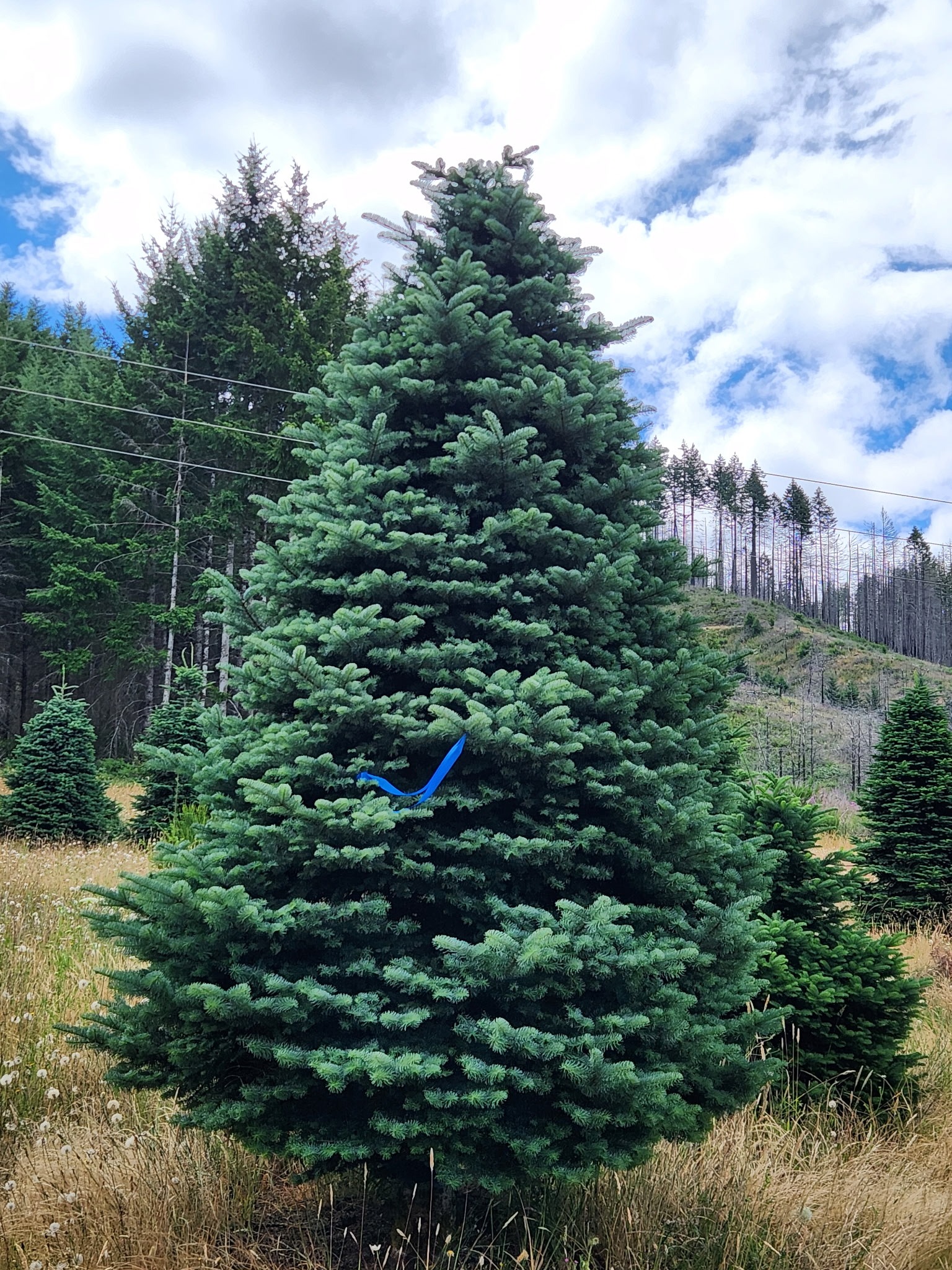 10' - 11' Plaza Grade Noble Fir