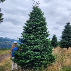 13' - 14' Plaza Grade Noble Fir