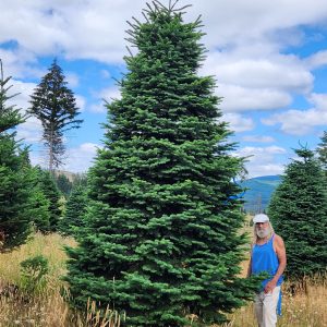 15' - 16' Plaza Grade Noble Fir