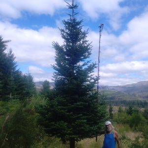 14' - 15' Vintage Style Christmas Tree
