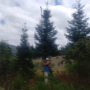 12' - 13' Vintage Style Christmas Tree